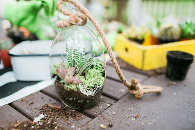 Cactus Party | How To Make Terrariums