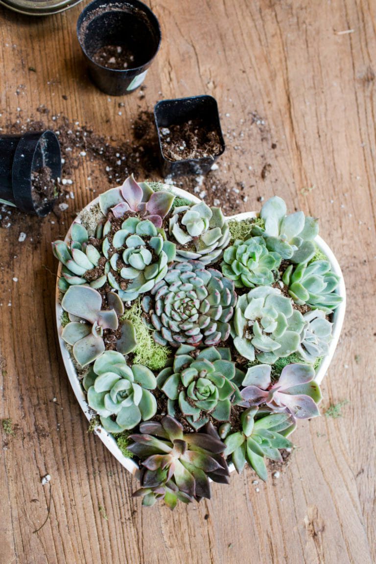 How to Host a Succulent Garden Party