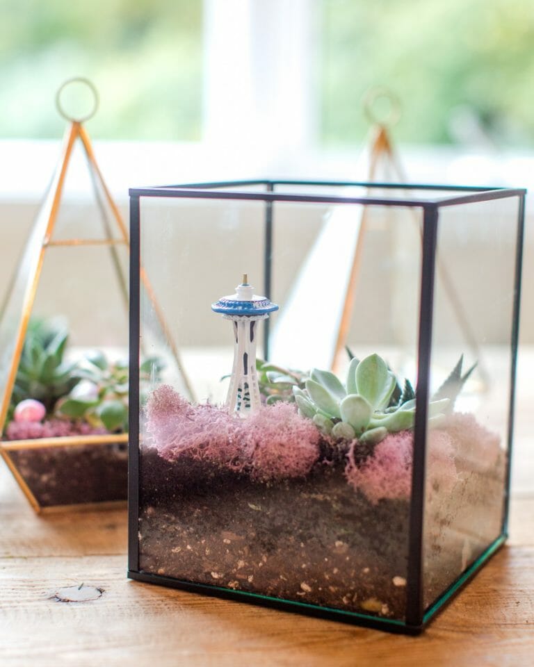 Create Your Own Terrarium with ANKO x Jenny Cookies
