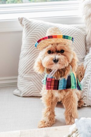 Delicious Cinco De Mayo Recipes