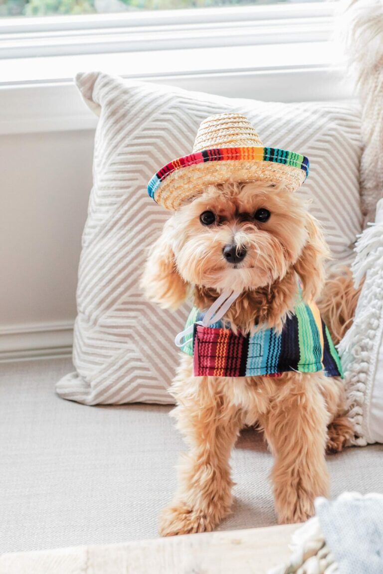 Delicious Cinco De Mayo Recipes
