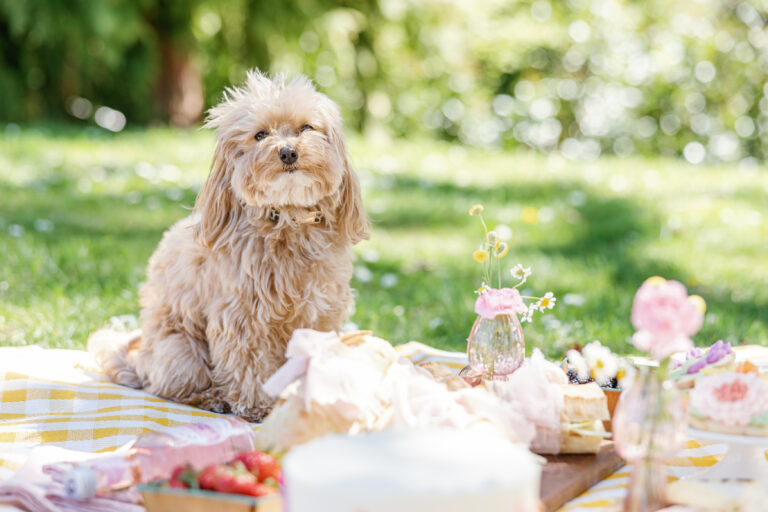 Simple Picnic Ideas for Spring